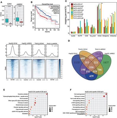 Distinct binding pattern of EZH2 and JARID2 on RNAs and DNAs in hepatocellular carcinoma development